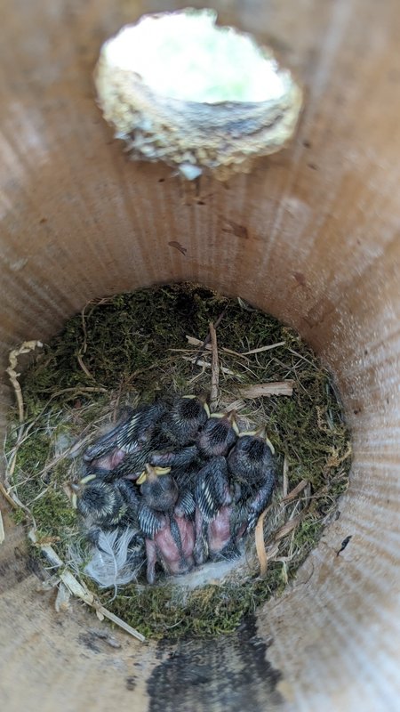 Nichée de mésanges bleues