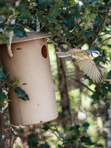 Mésange bleue en vol