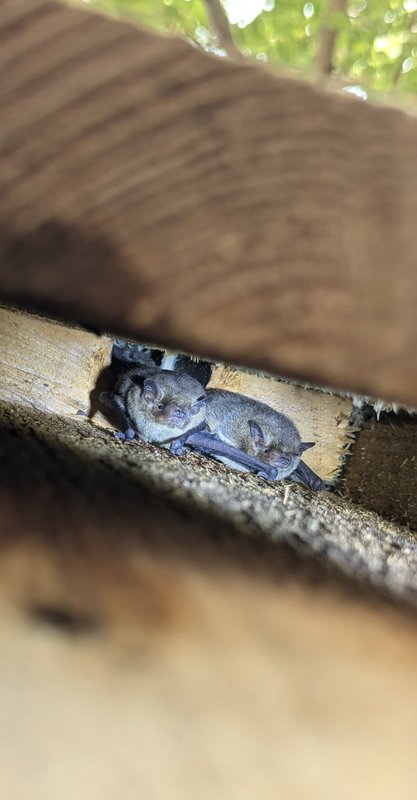 Pipistrelles observées dans un abri