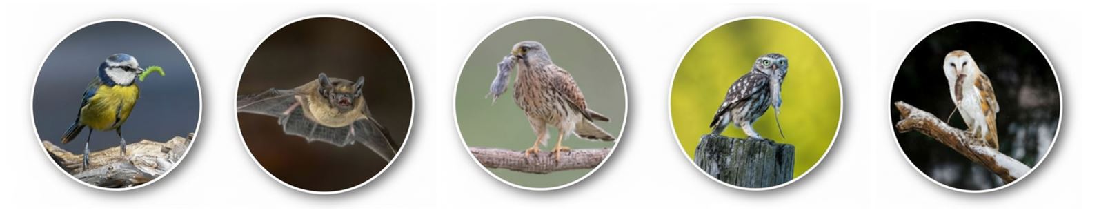 Espèces cibles : Mésanges, Chiroptères et Rapaces - Impact écologique sur l'exploitation